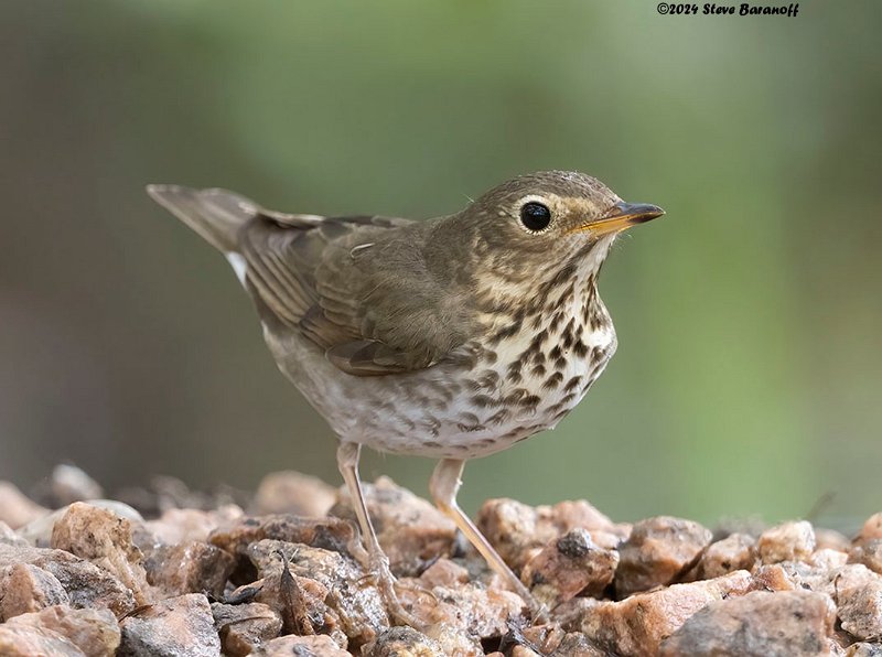 _B248308  swainson's thrush.jpg